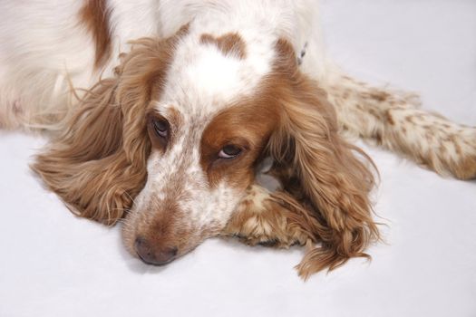 cocker spaniel laying down on a light background