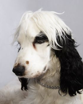 black and white cocker spaniel looking thoughtful