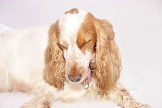 dog pulling a face as if it had just tasted something nasty