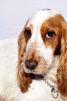 closeup of the head of cocker spaniel against a light background