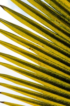 palm leaf