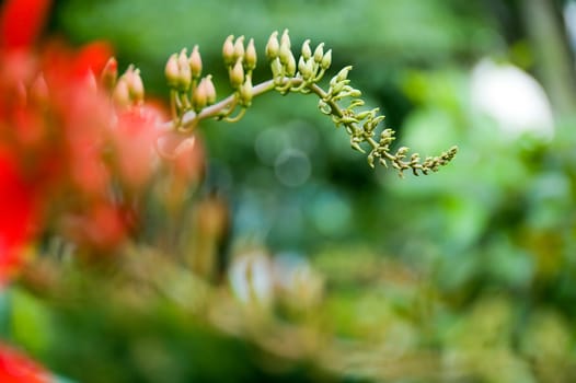 red flowers