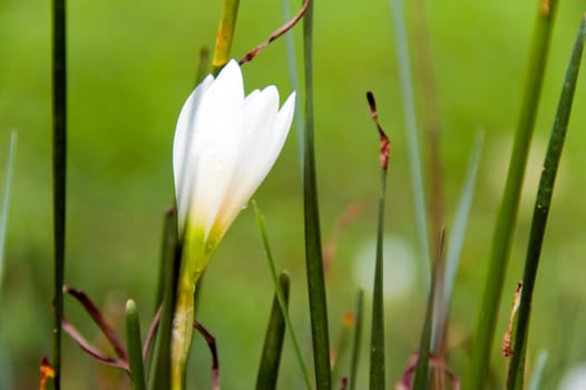 white flower