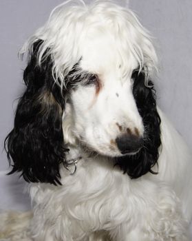  black and white cocker spaniel against a grey background