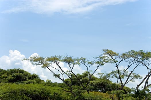 trees and sky