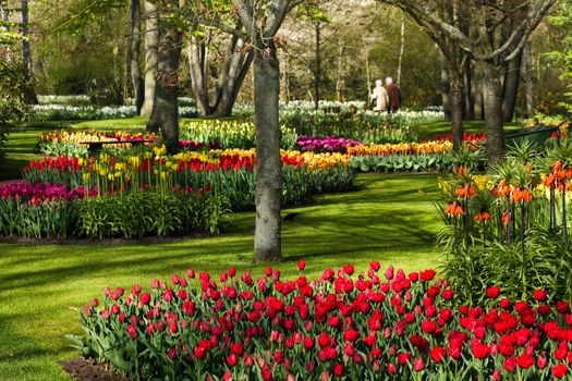 Colorful spring flowers in park on early morning in april