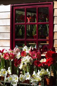 Lots of blooming Amaryllis flowers with red window in background