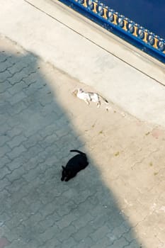 cats lying in the shadow