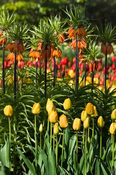 Tulips and imperial crowns in spring in the garden