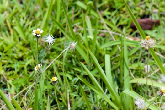 summer flowers