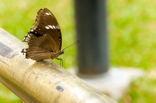 butterfly closeup