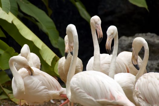 group of flamingos