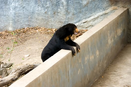 sun bear