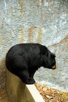 sun bear