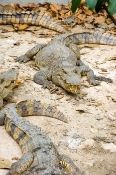 group of crocodiles