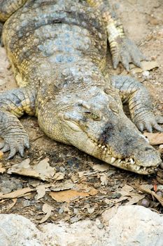 group of crocodiles