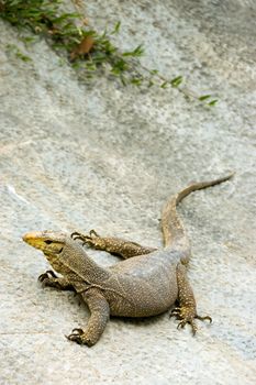 monitor lizard