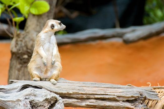 mongoose on guard