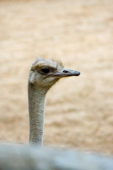 ostrich