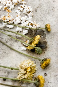 dry flowers