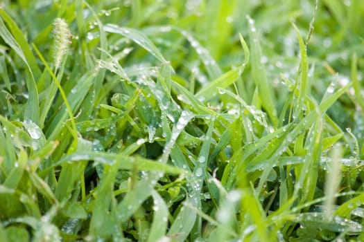 Macro of dew soaked grass - backlight by morning sunshine