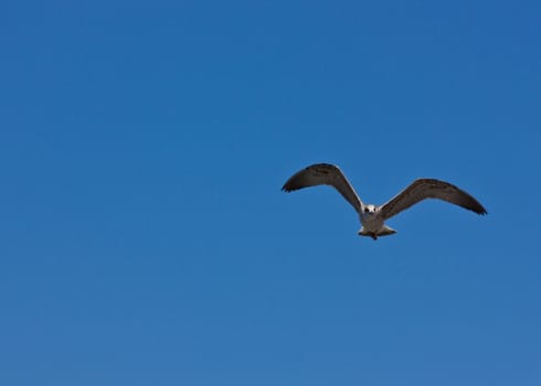 Flying sea gull high in the air