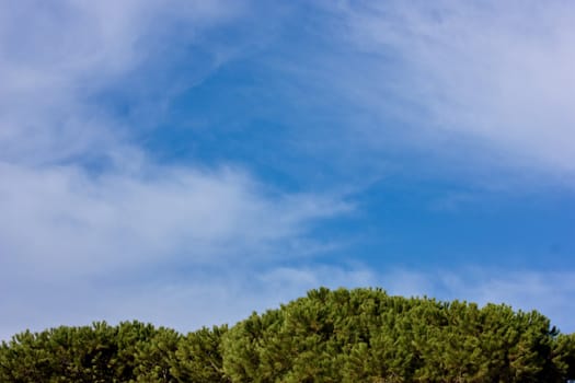 Green trees and sky