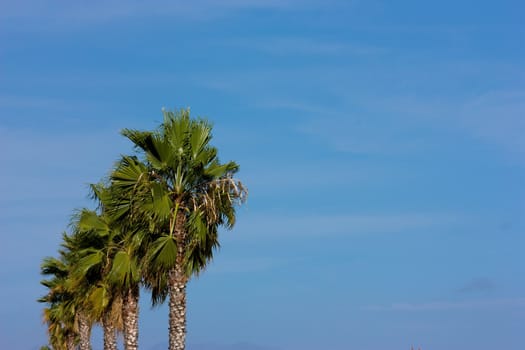 Line of green palms  on blue sky background