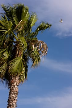 Green palm, blue sky and sea gull
