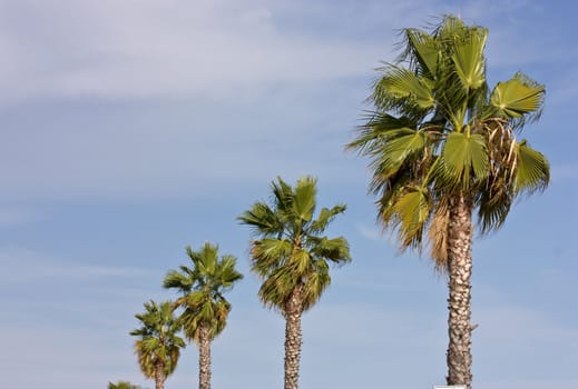 Line of green palms  on cloudy sky background
