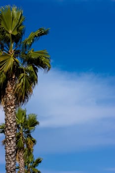 Line of green palms  on cloudy sky background