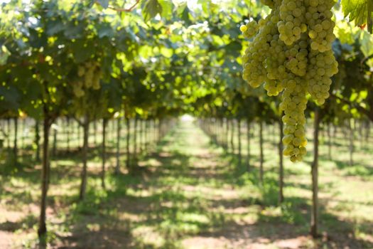 Grapes hanging in the vineyard in summer. In Terracina (Italy).