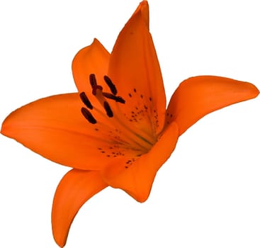 Isolated orange lily on white background