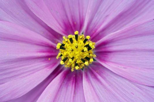 Close-up (macro) of the bloom