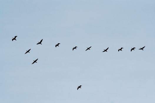 Shot of the skein - flying wild gooses