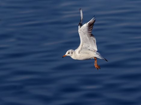 Shot of the flying gull - laughing gull