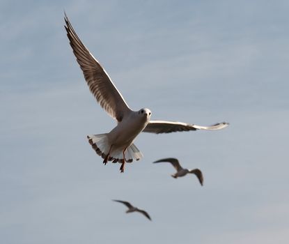 Shot of the flying gull - laughing gull