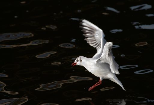 Shot of the flying gull - laughing gull