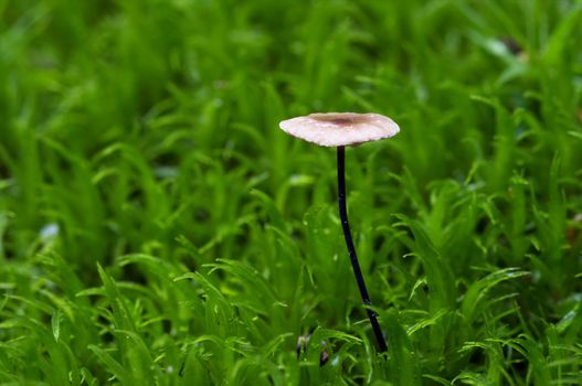 Detail of the garlic marasmius - inedible mushroom