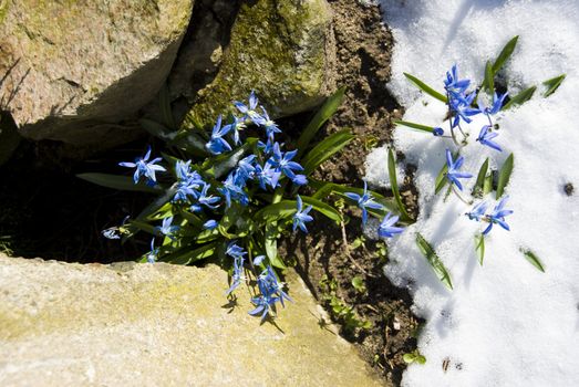 bellflowers coming through the snow in spring