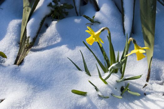 two yellow daffodils fighting against the snow