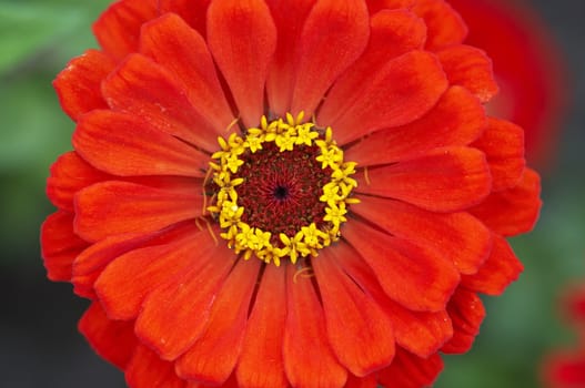 Close-up (macro) of the bloom and petals