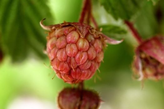 Wild raspberry