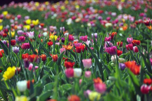 Field of colourful tulips in various colors: Red, yellow, purple, orange...