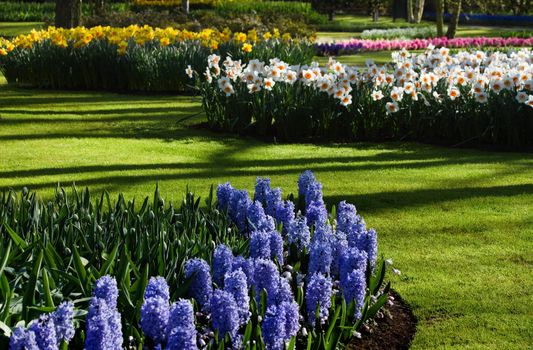 Spring garden with blue hyacinths and yellow and white daffodils on april morning