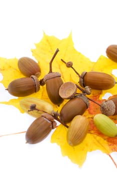 Cropped picture of a set of acorns lying on yellow maple leaf isolated (XXL)