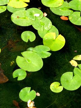A set of lily pads resting on water in a pond