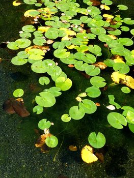 A set of lily pads resting on water in a pond