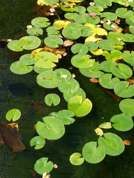 A set of lily pads resting on water in a pond