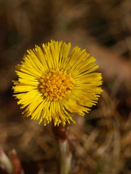 Spring flower. Coltsfoot in the spring